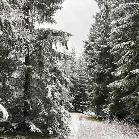 Auszeit Im Waldidyll Bad Elster