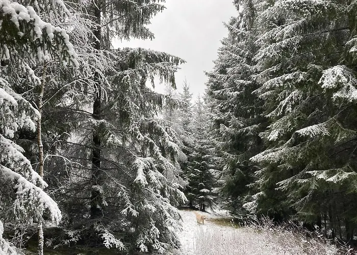 Auszeit Im Waldidyll Bad Elster